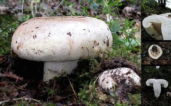 plávka belavá ? Russula delica Fr.