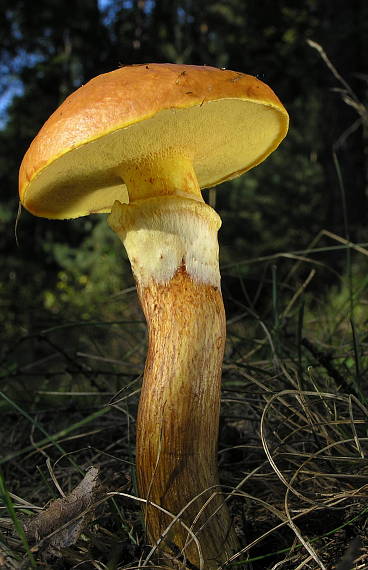 masliak smrekovcový Suillus grevillei (Klotzsch) Singer