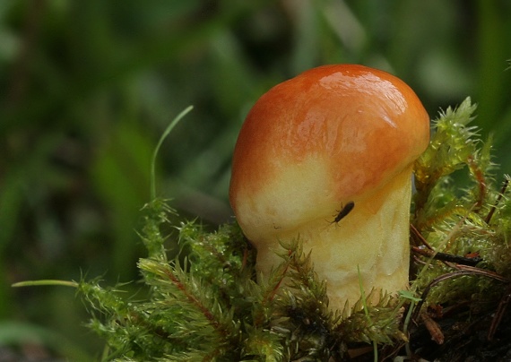 masliak Suillus sp.