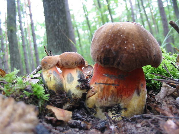 hríb zrnitohlúbikový Sutorius luridiformis (Rostk.) G. Wu & Zhu L. Yang