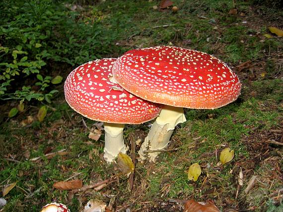 muchotrávka červená-dvojičky Amanita Muscaria (L.) Lam.