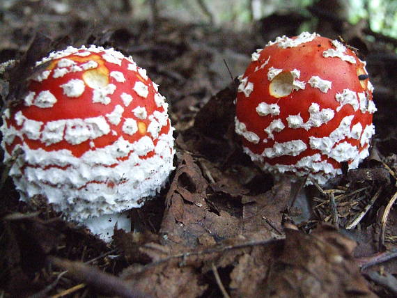 muchotrávka červená Amanita muscaria (L.) Lam.