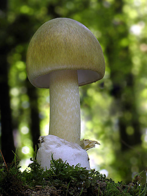 muchotrávka zelená Amanita phalloides (Vaill. ex Fr.) Link