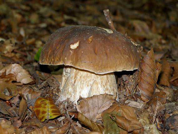 hřib smrkový Boletus edulis Bull.