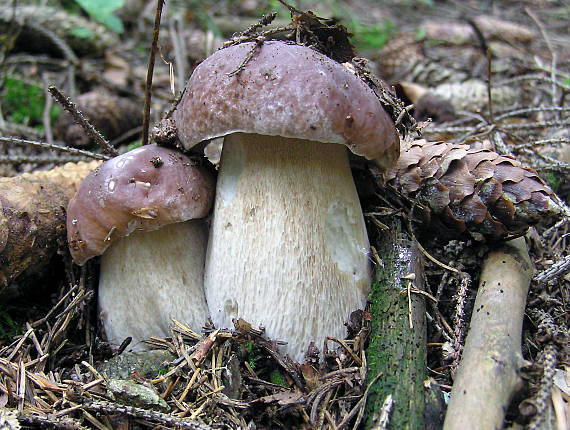 hríb smrekový Boletus edulis Bull.