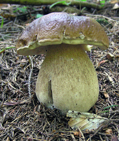 hríb smrekový Boletus edulis Bull.