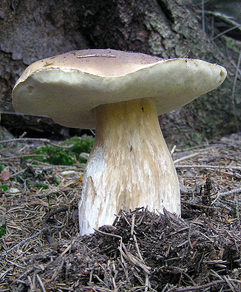 hríb smrekový Boletus edulis Bull.