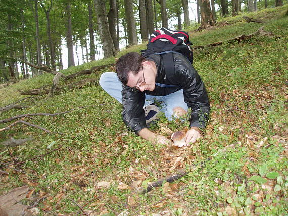 hríb dubový Boletus reticulatus