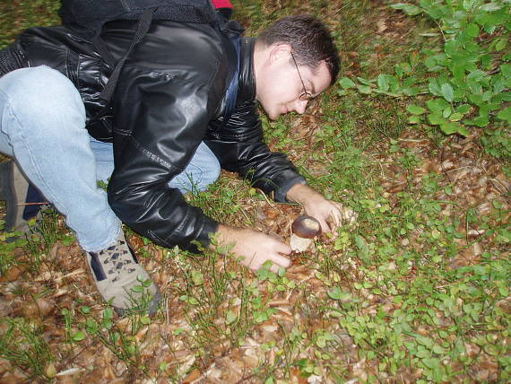 hríb dubový Boletus reticulatus