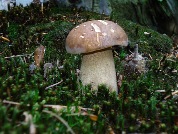 hríb dubový Boletus reticulatus Schaeff.