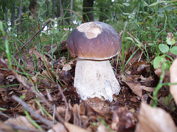 hríb Boletus sp.