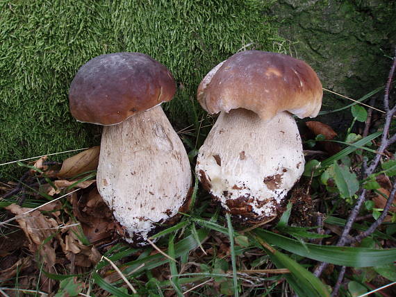 hríb Boletus sp.