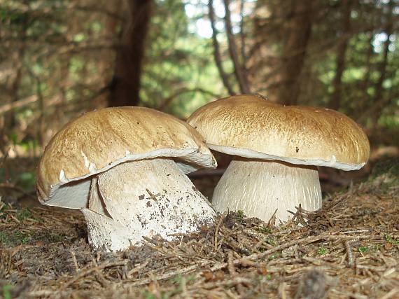 hríby Boletus sp.