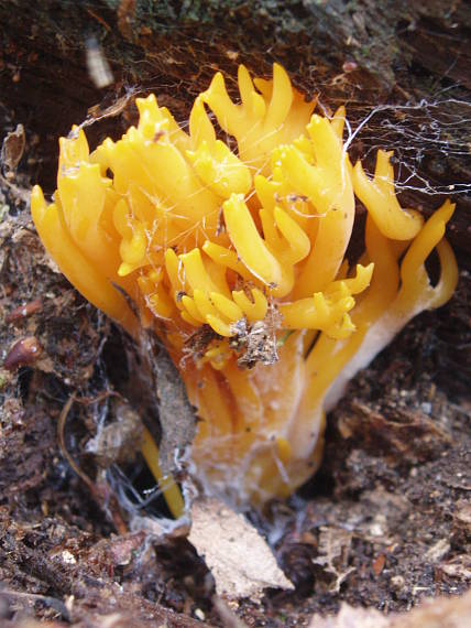 parôžkovec lepkavý Calocera viscosa (Pers.) Fr.