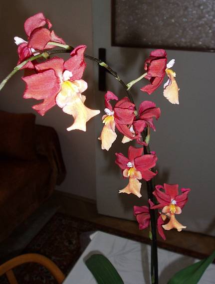 orchidea Cambria