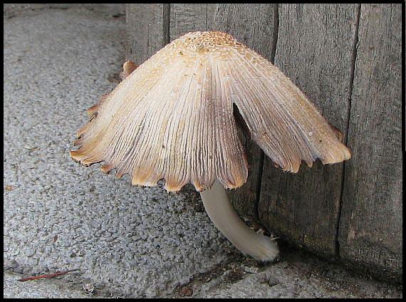 hnojník okrový Coprinellus domesticus (Bolton) Vilgalys, Hopple & Jacq. Johnson