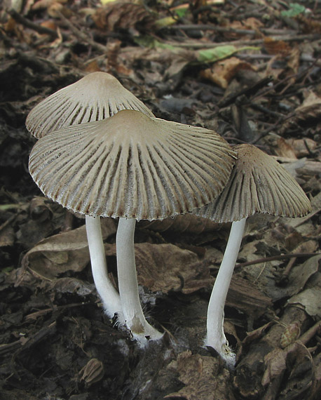 hnojník Coprinellus impatiens (Fr.) J.E. Lange