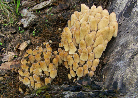 hnojník Coprinus sp.