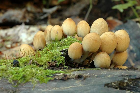 hnojník Coprinus sp.