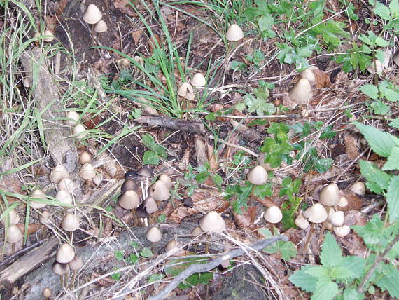 hnojník Coprinus sp.