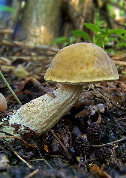 kozák hrabový Leccinum pseudoscabrum (Kallenb.) Šutara