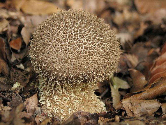 prášnica pichliačová Lycoperdon echinatum Pers.