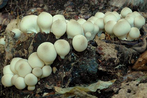 prášnica hruškovitá Lycoperdon pyriforme Schaeff.