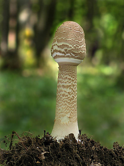 bedľa vysoká Macrolepiota procera (Scop.) Singer