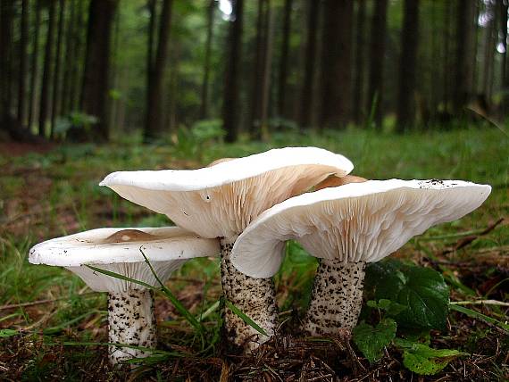 tmavuľka bradavičnatá Melanoleuca verrucipes (Fr.) Singer