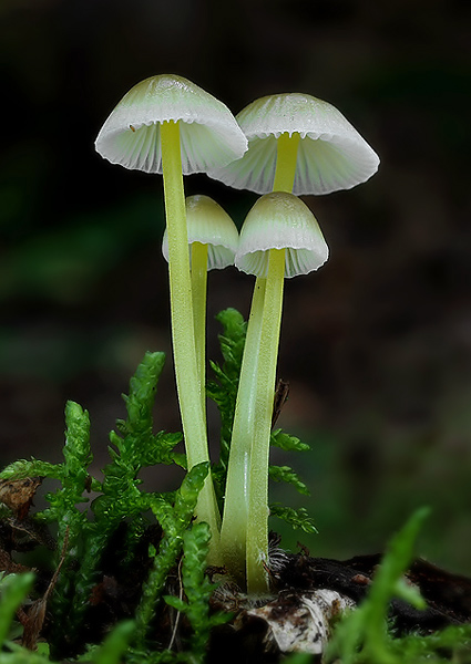 prilbička slizká Mycena epipterygia (Scop.) Gray