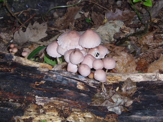 prilbička krvavomliečna Mycena haematopus (Pers.) P. Kumm.