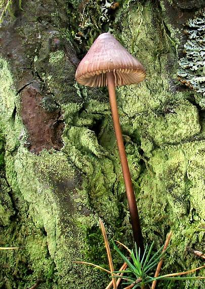 prilbička? Mycena sp.