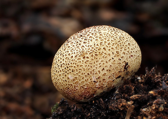 pestrec obyčajný Scleroderma citrinum Pers.