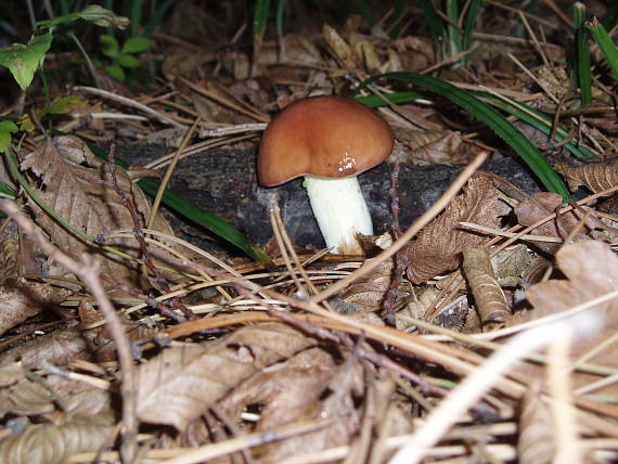 masliak zrnitý Suillus granulatus (L.) Roussel