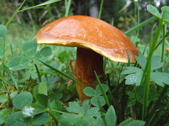 masliak obyčajný Suillus luteus (L.) Roussel