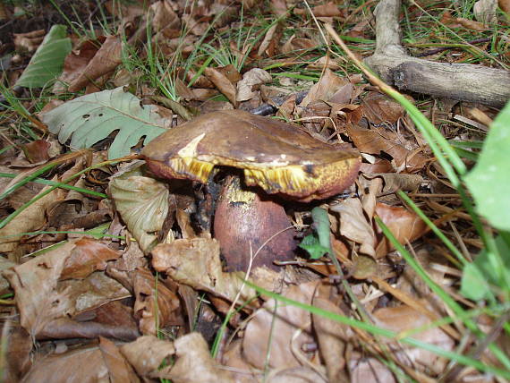 hríb zrnitohlúbikový Sutorius luridiformis (Rostk.) G. Wu & Zhu L. Yang