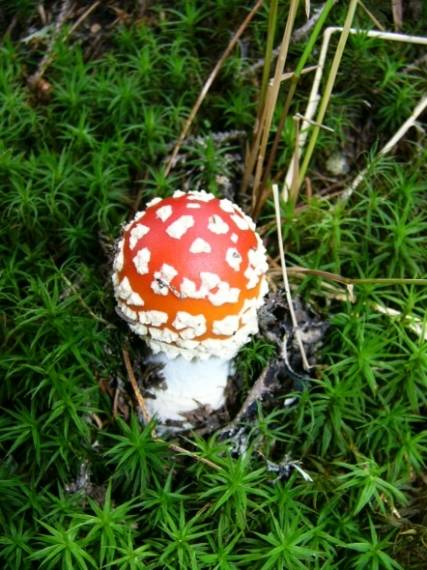 muchotrávka červená Amanita muscaria (L.) Lam.