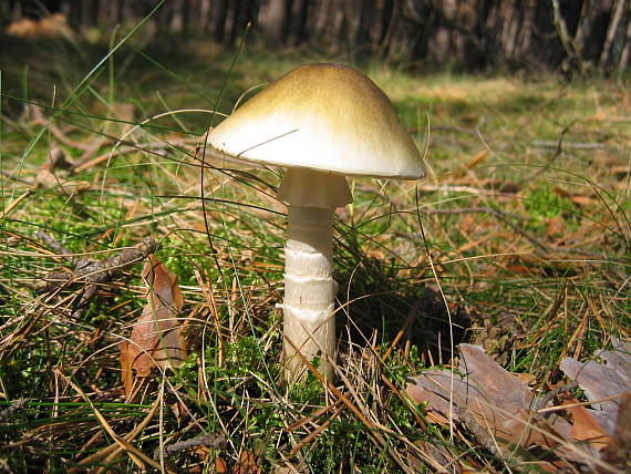 muchotrávka zelená Amanita phalloides (Vaill. ex Fr.) Link