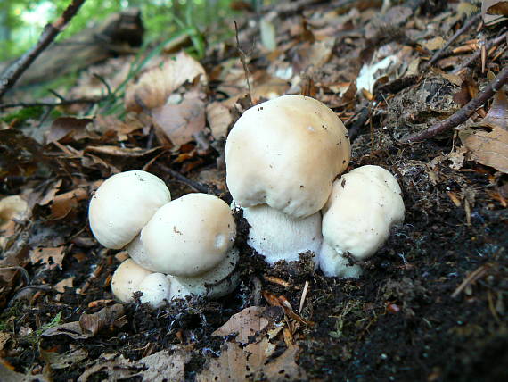 hríb smrekový Boletus edulis Bull.