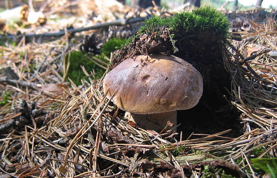 hríb smrekový Boletus edulis Bull.