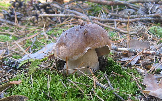 hríb smrekový Boletus edulis Bull.