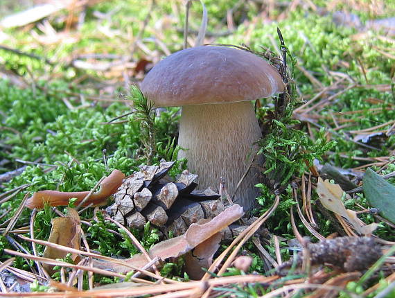 hríb smrekový Boletus edulis Bull.