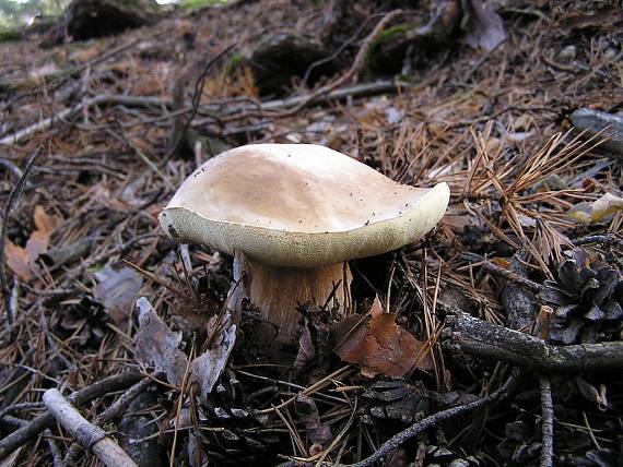 hríb smrekový Boletus edulis Bull.