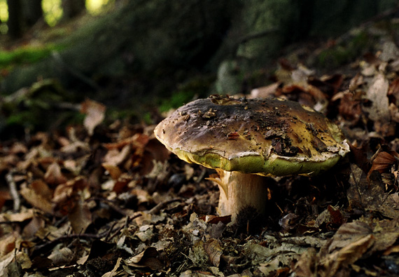 hríb smrekový Boletus edulis Bull.