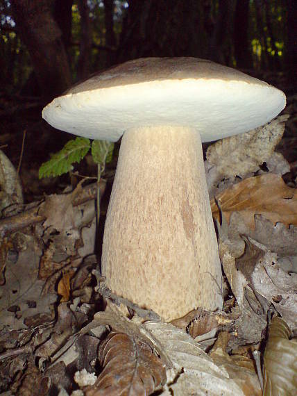 hríb dubový Boletus reticulatus Schaeff.