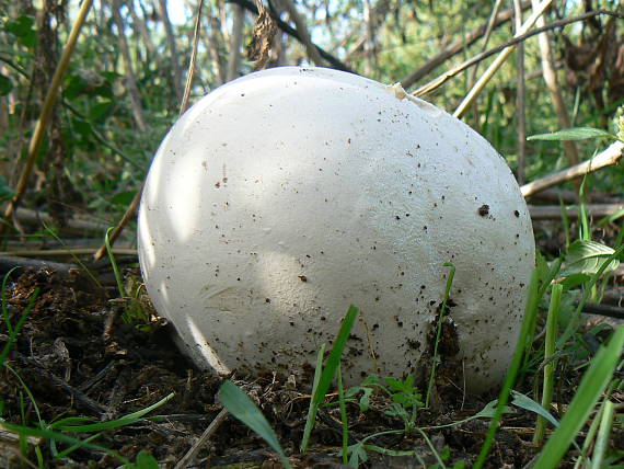 vatovec obrovský Calvatia gigantea (Batsch) Lloyd