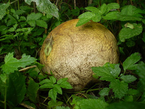 vatovec obrovský Calvatia gigantea (Batsch) Lloyd