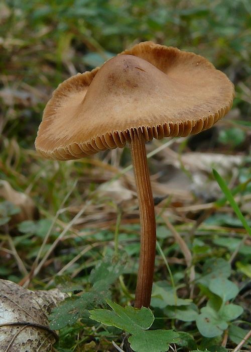 kapucňovec Conocybe sp.