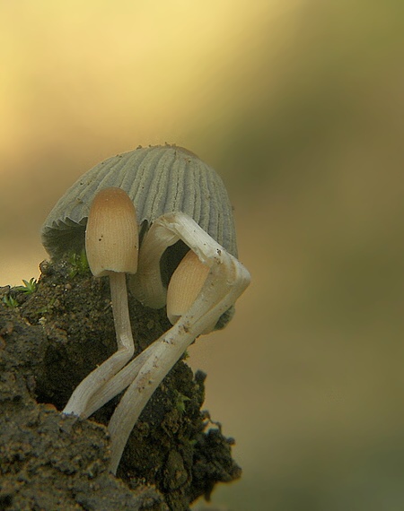 hnojník Coprinus sp.