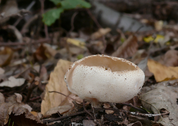 chriapač Helvella sp.